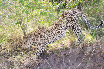 Leopard walking through dense bush in savanna