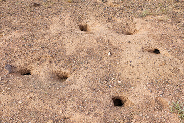 Multiple burrows of desert rodents dot the sandy landscape, creating an intriguing pattern on the ground