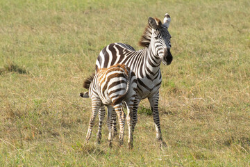 Mother zebra and foal standing on grassy savanna