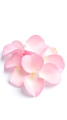 Delicate pink rose petals