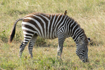 Zebra walking across grassy savanna landscape