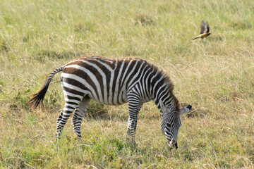 Zebra grazing on grassy savanna with grazing calf nearby