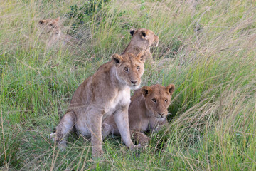 Lioness sitting with cub in tall green grass