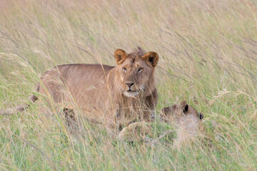 Lioness resting in tall savanna grass with another lion behind