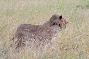 Lioness resting in tall dry grass on savanna