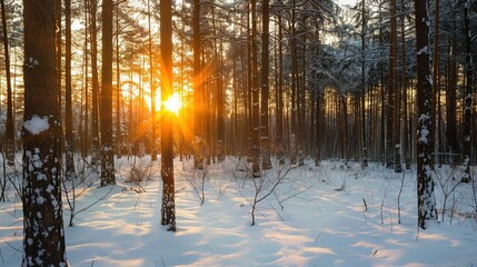 Winter Woodland Sunset: Golden Light Through Bare Trees, Frosty Branches, and Cold Air in a Snow-Dusted Forest at Dusk