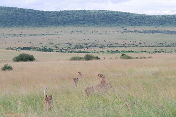 Naklejka premium Open savanna landscape with distant herd of animals and hills