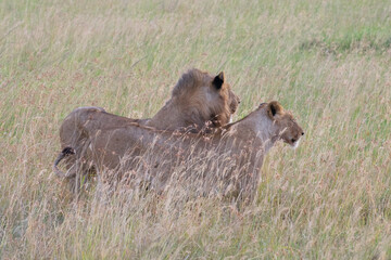 Fototapeta premium Two hyenas walking together through tall grassy savanna