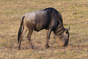 Wildebeest grazing on savanna grassland