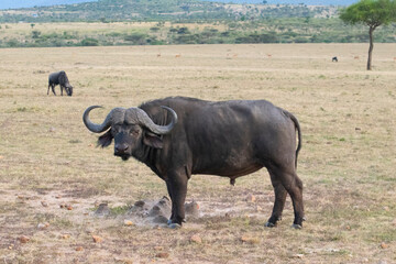 Obraz premium African buffalo standing on grassy savanna plain with large curved horns
