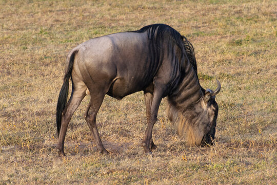 Wildebeest grazing on savanna grassland