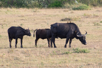 Obraz premium Wildebeest with calf walking across dry savanna