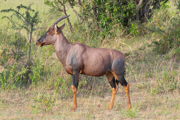 Topi antelope standing on grassy savanna near shrubs