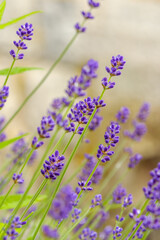 雨粒を纏うラベンダーの紫の花