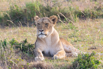 Lioness resting in grassy savanna landscape