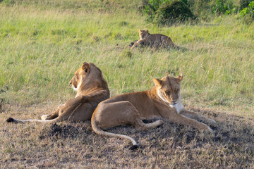 Group of lions resting on grassy savanna plain in afternoon sunlight