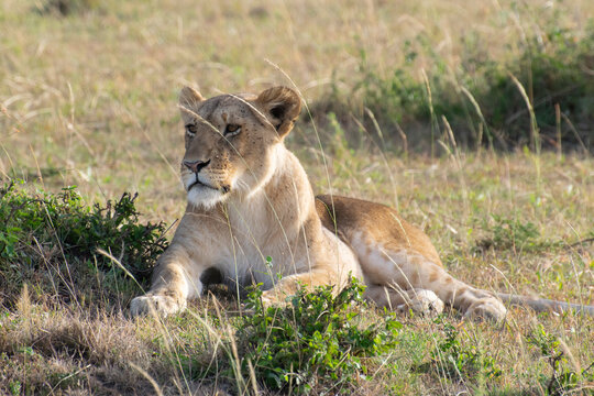 Lioness yawning while resting among shrubs on grassy savanna