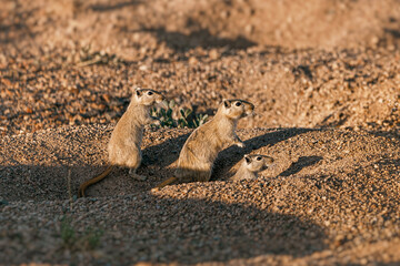 Group of great gerbils standing and munching on sand near their burrows, showcasing their adorable nature in a warm, arid environment