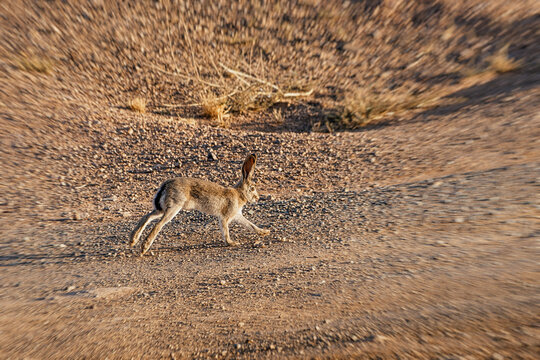 Hare or rabbit sprinting down a dirt road, showcasing incredible speed in the arid expanse of the desert landscape - Powered by Adobe
