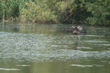 Fototapeta premium 魚を捕まえたトンビ