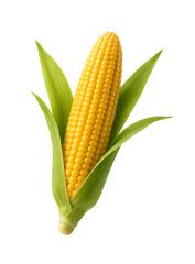 A single ear of corn with its husk partially removed shows bright yellow kernels against a black background
