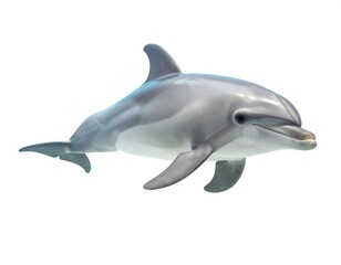 Obraz premium Dolphin in profile view