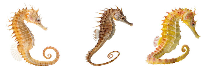 Naklejka premium Set of A sea creature isolated on a transparent background 