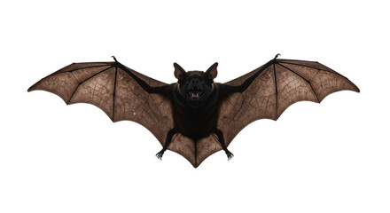 Black bat with outstretched wings in flight against white background  
