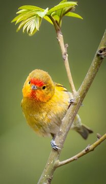 Yellow songbird with red crown perched on branch with green leaves captured with 800mm telephoto lens on windy day