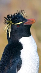 Close-up of a penguin's portrait
