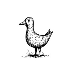 Fototapeta premium Hand-drawn illustration of a mallard duck standing on grass creating a vintage aesthetic style