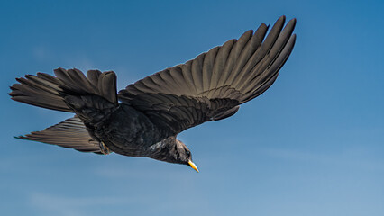 Alpine chough in flight with wings spread against clear blue sky