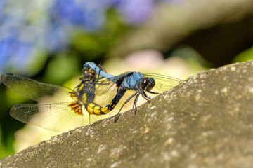 交尾するシオカラトンボのペア © Kazutaka