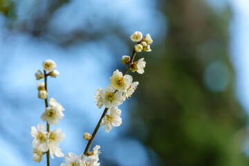 青空に映える白梅の花