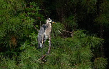 great blue heron