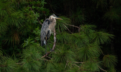 great blue heron