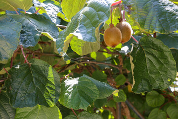 Kiwi fruit hanging from the climbing woody plant, Actinidia Deliciosa, from which this succulent fruit grows.