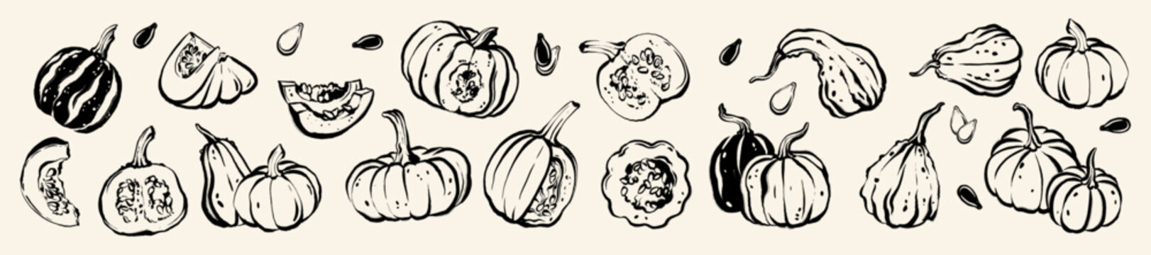Pumpkin ink doodle, hand drawn Halloween autumn harvest illustration, fall whimsical brushstroke set. Garden organic food, October season vegetables vintage art. Thanksgiving pumpkin doodle decor kit