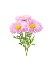 A single vibrant pink daisy flower in full bloom