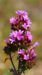 Close-up of cluster of vibrant purple flowers