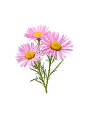 A single vibrant pink daisy flower in full bloom