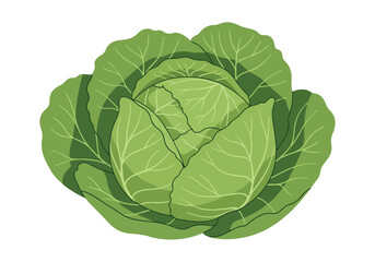 Obraz premium Isolated drawing of cabbage. Could be used in food illustrations, on white background