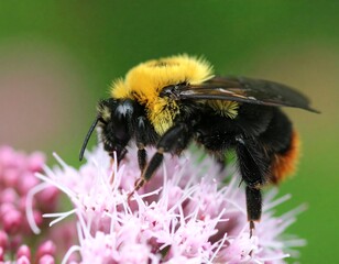 Close-up of bee on flower