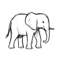 Fototapeta premium PNG Sketch of an elephant illustration.