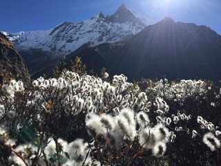 Sunlit snow-capped mountain peaks loom over a valley, with fluffy white alpine seedheads in the foreground beneath a clear blue sky.