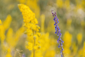 Aconitum napellus, commonly known as monkshood, is a poisonous wildflower that blooms in the summer months