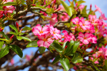 Fototapeta premium Adenium obesum, Pink desert rose flowers blooming under clear blue sky.