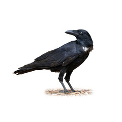 Torresian Crow standing alert on the ground with glossy black feathers and bright pale eyes