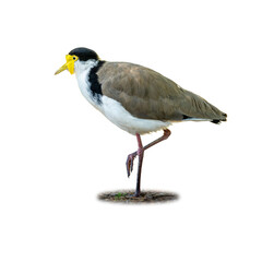 Masked Lapwing bird standing gracefully on one leg with striking yellow facial wattles.