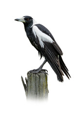 Australian Magpie perched on a weathered wooden post